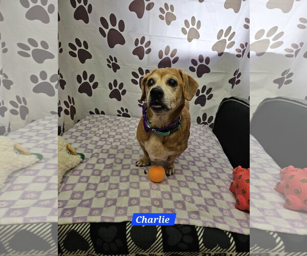 Medium Photo #1 Dachshund-Unknown Mix Puppy For Sale in Metairie, LA, USA
