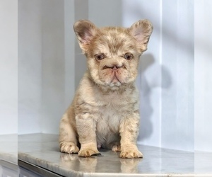French Bulldog Puppy for sale in AGOURA HILLS, CA, USA