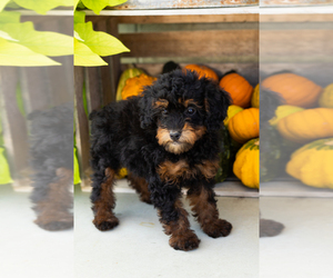 Medium Poodle (Miniature)