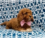 Small #5 Cavapoo-Poodle (Toy) Mix