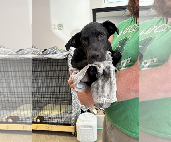 Medium Photo #4 Mutt Puppy For Sale in Sanford, FL, USA