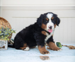 Small #2 Bernese Mountain Dog
