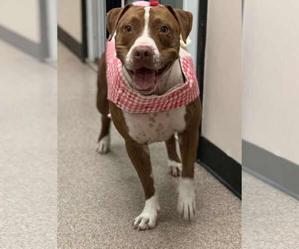 Medium Photo #6 Boxer-Unknown Mix Puppy For Sale in Sanford, FL, USA