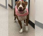 Small #5 Boxer Mix