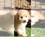 Small Photo #3 Cockapoo Puppy For Sale in PIONEER, CA, USA