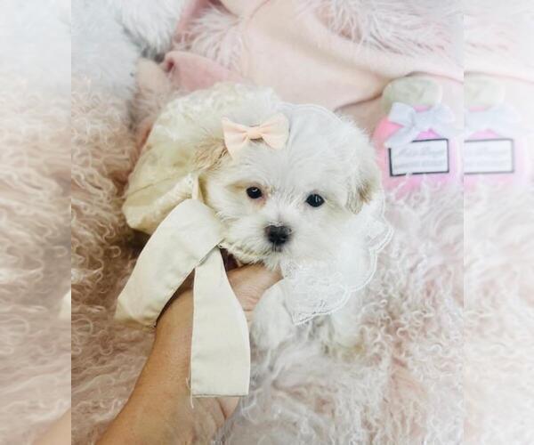 Medium Photo #13 Maltese Puppy For Sale in DACULA, GA, USA