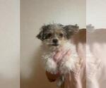 Small Photo #3 YorkiePoo Puppy For Sale in MCMINNVILLE, TN, USA