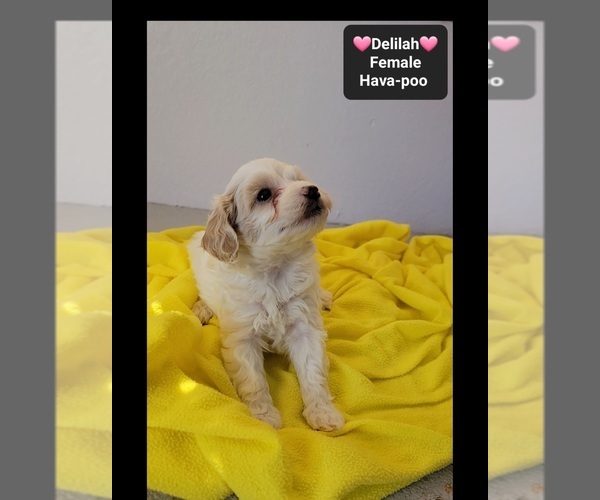 Medium Photo #3 Havapoo Puppy For Sale in TUCSON, AZ, USA