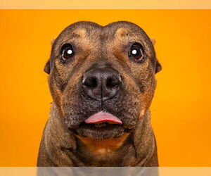 American Staffordshire Terrier-Unknown Mix Dogs for adoption in Grand Prairie, TX, USA