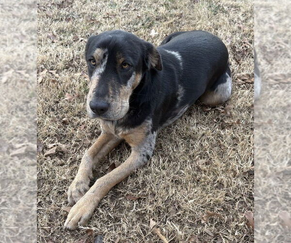 Medium Photo #1 Mutt Puppy For Sale in OKLAHOMA CITY, OK, USA