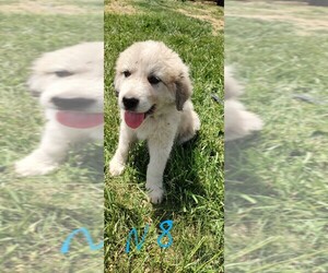 Great Pyrenees-Maremma Sheepdog Mix Puppy for sale in MOUNT JACKSON, VA, USA