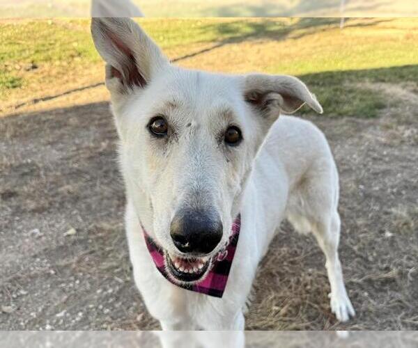 Medium Photo #2 German Shepherd Dog Puppy For Sale in Pueblo, CO, USA