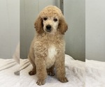 Small #2 Poodle (Standard)