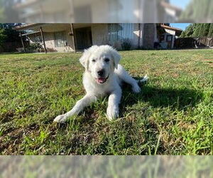 Great Pyrenees Dogs for adoption in Paso Robles, CA, USA