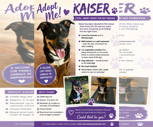 Mutt Dogs for adoption in Euless, TX, USA