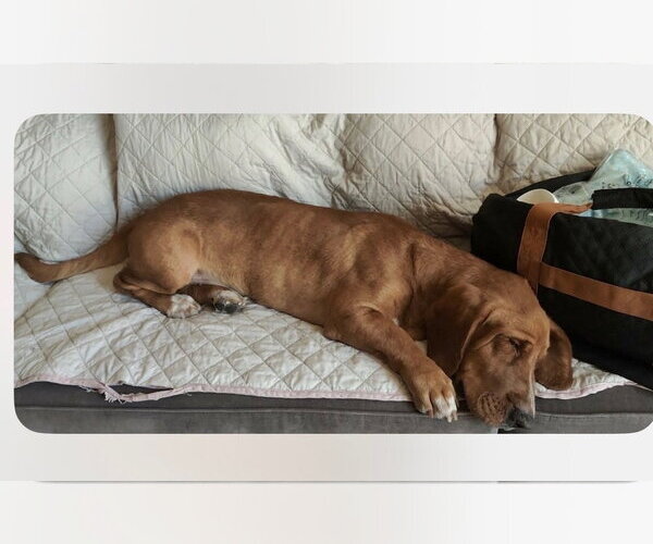 Medium Photo #1 Basset Hound Puppy For Sale in Dana Point, CA, USA