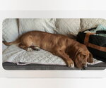 Small Basset Hound