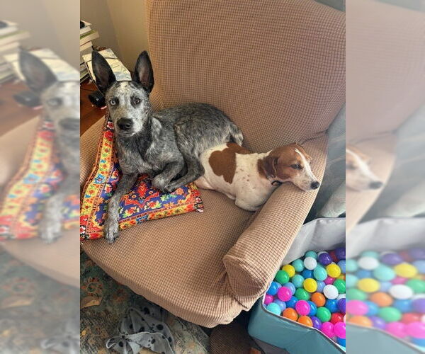 Medium Photo #2 Mutt Puppy For Sale in Garden City, NY, USA