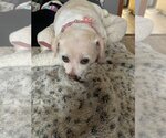 Small #1 Mutt