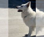 Small #2 German Shepherd Dog