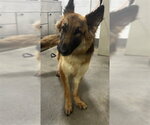 Small German Shepherd Dog