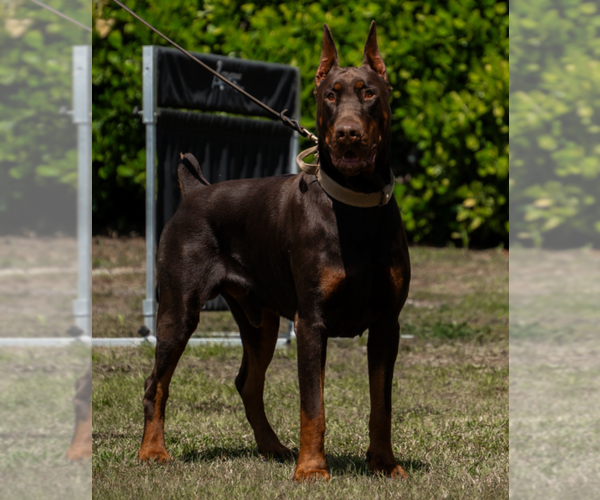 Medium Photo #103 Doberman Pinscher Puppy For Sale in FORT LAUDERDALE, FL, USA