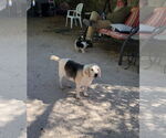 Small #7 Beagle