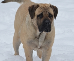 Father of the Mastiff puppies born on 12/27/2019