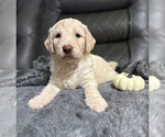 Small #4 Goldendoodle