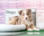 Small Photo #6 Australian Shepherd Puppy For Sale in BEL AIR, MD, USA
