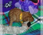 Small #15 Poodle (Standard)