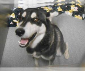 Siberian Husky Dogs for adoption in Orange, CA, USA