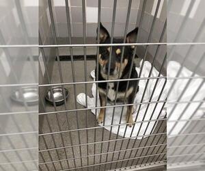 Siberian Husky-Unknown Mix Dogs for adoption in Las Vegas, NV, USA