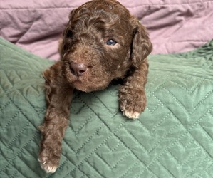 Saint Berdoodle Litter for sale in HOMOSASSA, FL, USA