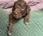 Small Saint Berdoodle