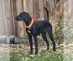 Small #1 Labrador Retriever Mix