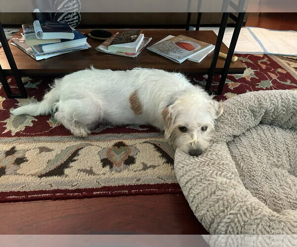 Medium Photo #1 Petit Basset Griffon Vendeen-Unknown Mix Puppy For Sale in Oakhurst, NJ, USA