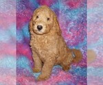 Small #2 Labradoodle