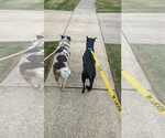 Small #4 Labrador Retriever Mix