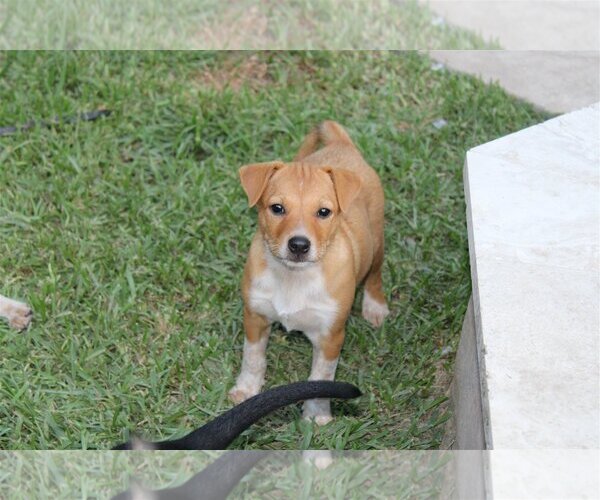 Medium Photo #31 Chihuahua-Unknown Mix Puppy For Sale in Spring, TX, USA