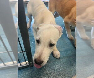 Labrador Retriever-Unknown Mix Dogs for adoption in Pearland, TX, USA