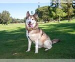 Small #3 Siberian Husky