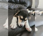 Small #1 Australian Shepherd Mix