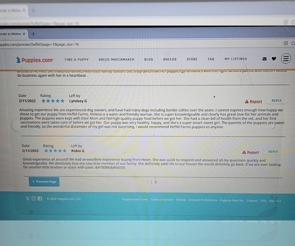 Medium Photo #9 Poodle (Miniature) Puppy For Sale in WHITEWATER, WI, USA