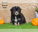 Litter of 2 - Male HavaneseLitter of Puppies for Sale - Photo #2