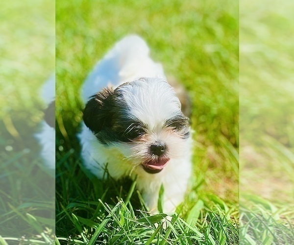 Medium Photo #3 Shih Tzu Puppy For Sale in WHITE PLAINS, MD, USA