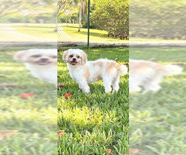 Medium Photo #2 Shih Tzu Puppy For Sale in Weston, FL, USA