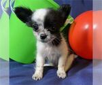 Small #6 Chihuahua