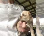 Small Photo #5 Shih Tzu Puppy For Sale in MILTON, FL, USA