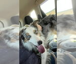 Small #1 Border Collie